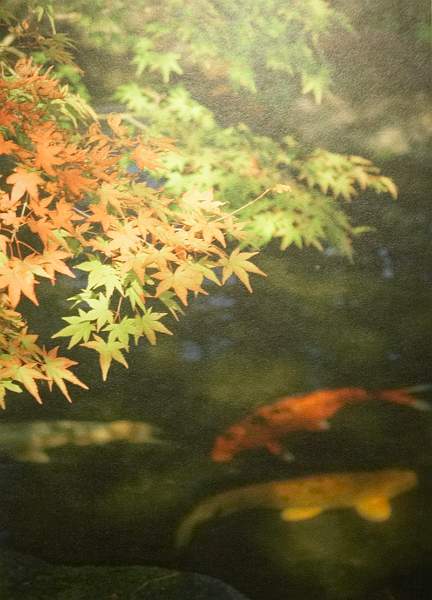 Maple & Carp - David Robinson - 2nd Adv Open.jpg
